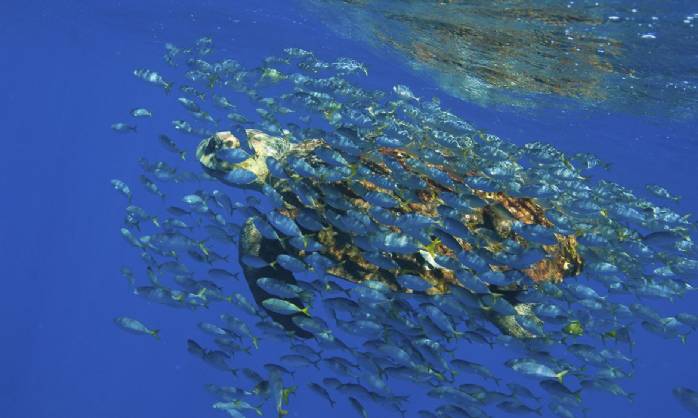 Academia Brasileira de Ciências lança documento em defesa de Oceanos