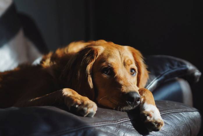 Inverno e quarentena: condição perfeita para a  osteoartrite em cães