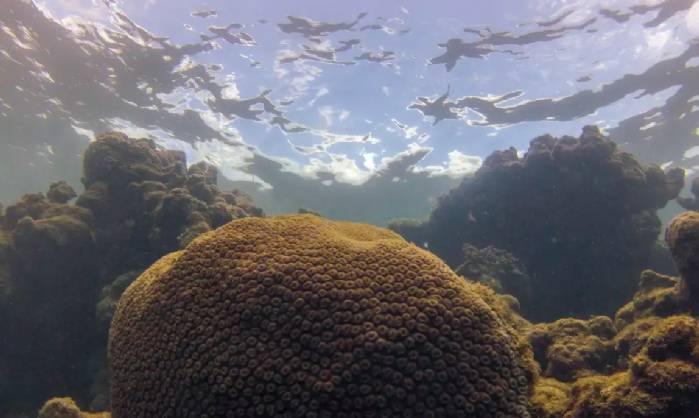El Niño afeta ecossistema marinho no Oceano Atlântico, diz estudo>