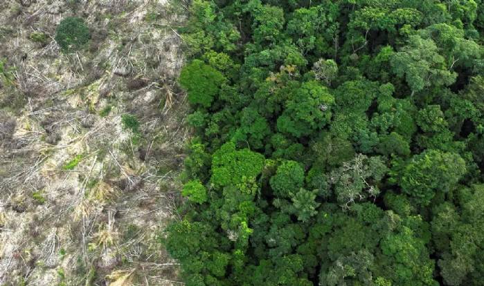 Em 40 anos, Amazônia perdeu área de vegetação do tamanho da França>
