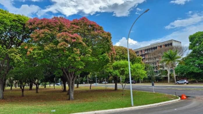Árvores sapucaias colorem o Distrito Federal>