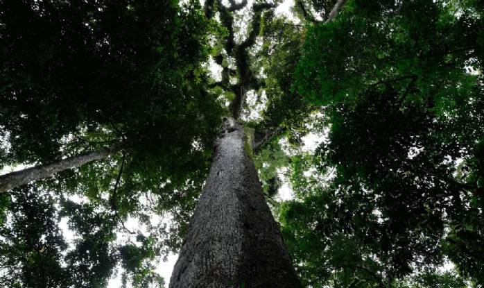 Lula sanciona lei do licenciamento ambiental com 63 vetos