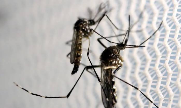 Óbitos por dengue chegam a 14 em São Paulo e a 21 no Brasil em 2025
