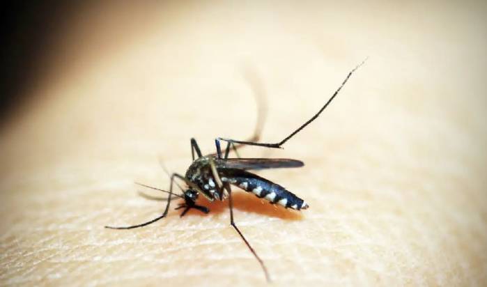 Opas emite alerta para risco de surtos de dengue 3 nas Américas