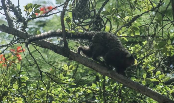 Terapia adaptada diminui mortes por febre amarela em 84%