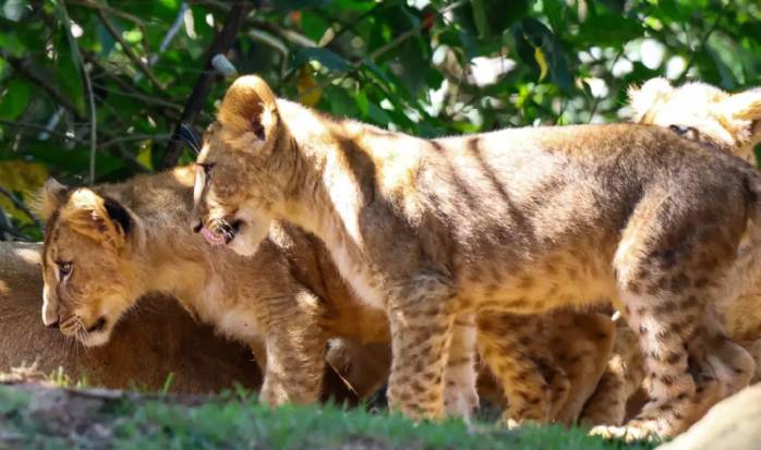 Ursinha polar e filhotes de leão são atrações em Aquário e Zoo de SP