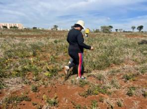 Área degradada no Parque Ecológico do Riacho Fundo começa a ser restaurada