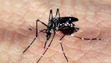 Autoridades sanitárias alertam para alta nos casos de dengue na Europa