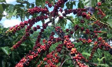 Conab prevê colheita recorde de café com crescimento de 17,1% em 2026