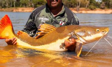 COP15 aprova maior proteção de bagres gigantes da Amazônia e ariranhas