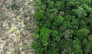 Em 40 anos, Amazônia perdeu área de vegetação do tamanho da França