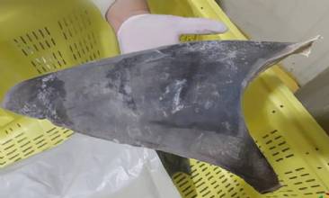 Exportação de barbatana do tubarão-azul é proibida no Brasil