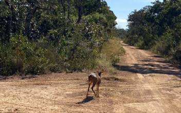 Fêmea de veado-catingueiro recebe alta do Hfaus e volta à natureza