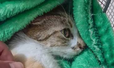 Mulher é presa após arremessar gata do 12º andar de prédio em Curitiba