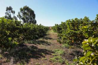 Produção agrícola do DF movimentou mais de R$ 5,8 bilhões em 2024