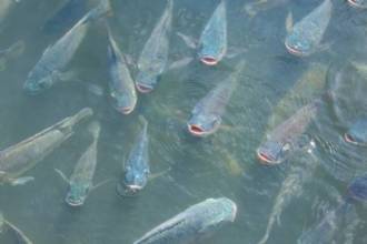 Calor intenso desafia produção de tilápia e liga alerta para desafios sanitários