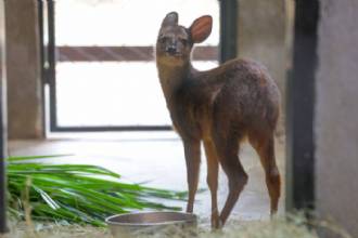 Recintos do Zoológico de Brasília são reformados para bem-estar dos animais