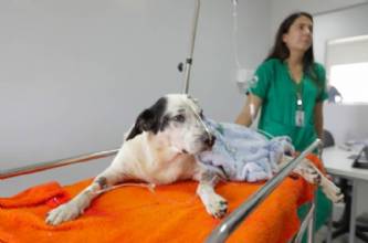 Secretaria se consolida como órgão de apoio a protetores de cães e gatos no DF