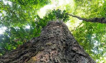 Suíça anuncia doação de R$ 33 milhões para Fundo Amazônia