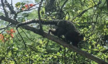 Terapia adaptada diminui mortes por febre amarela em 84%