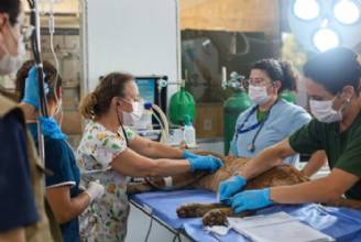 Zoológico de Brasília lança edital para serviços médico-veterinários